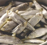 Frybait